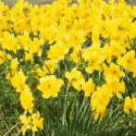 Jonquils